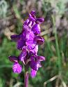 orchis morio